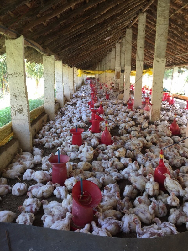 2017 11 Inside the chicken farm 2017 Approved for Full Use